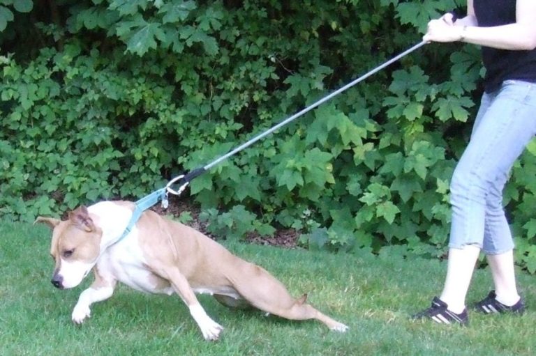 Category Leash Pulling L.A. School for Dogs