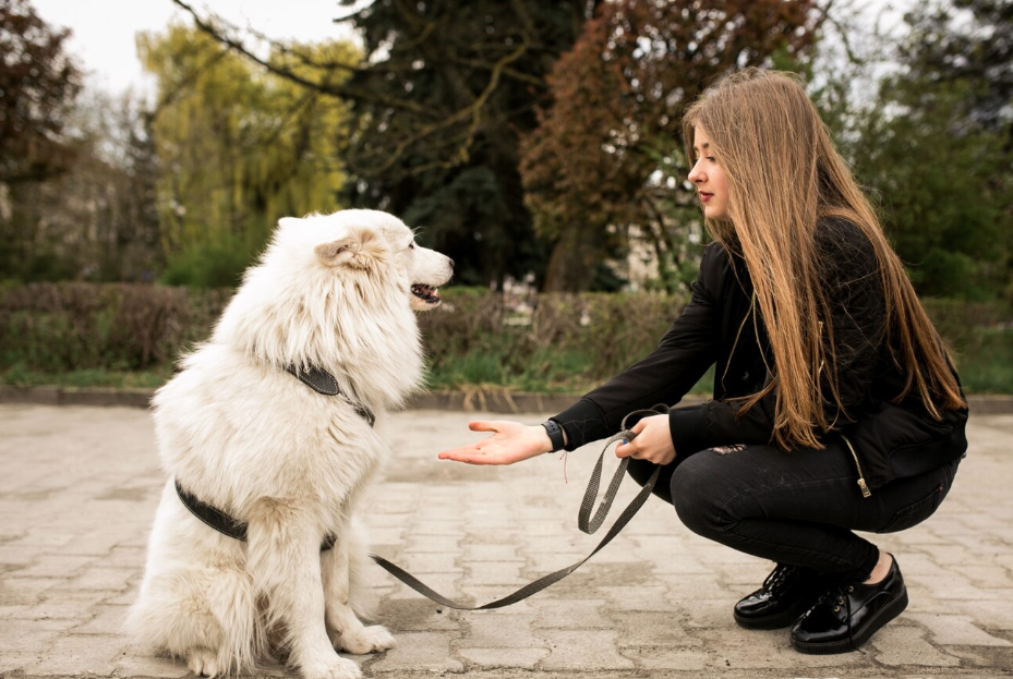 Ultimate K9 Dog Training